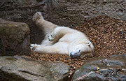 Eisbärein Giovanna im Tierrpark Hellabrunn  (©Foto: Tierpark München / Marc Müller)